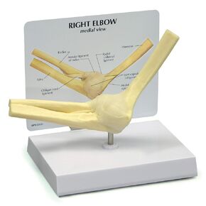 GPI Anatomicals - Foot and Ankle Model, Replica of Foot and Ankle with Plantar Fasciitis for Human Anatomy and Physiology Education, Anatomy Model for Doctor's Office, Medical Learning Resources in Kuwait
