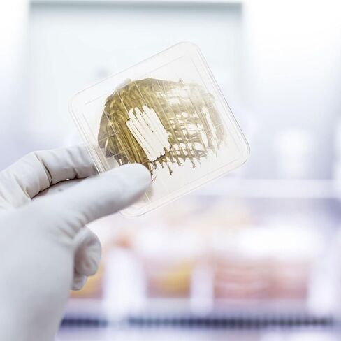 10 PCS Petri Petri Petri Disri Disri Disri Disri Petri Petri Dish Petri Petri Petri Petri Petri مع أطباق أطباق Petri Petri Petri Petri in Saudi Arabia