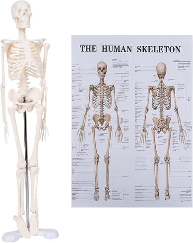 Life Size Posable Skeleton for Anatomy, 70.8'' Human Skeleton Bones Full Size Skeleton Model with Nervous System & Carotid Artery, Medical PVC Anatomy Skeleton Model W/Rolling Stand for Study Display in Saudi Arabia