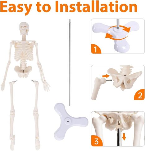 Life Size Posable Skeleton for Anatomy, 70.8'' Human Skeleton Bones Full Size Skeleton Model with Nervous System & Carotid Artery, Medical PVC Anatomy Skeleton Model W/Rolling Stand for Study Display in Saudi Arabia