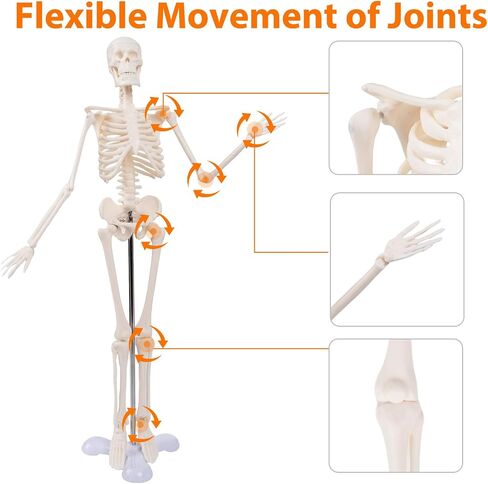 Life Size Posable Skeleton for Anatomy, 70.8'' Human Skeleton Bones Full Size Skeleton Model with Nervous System & Carotid Artery, Medical PVC Anatomy Skeleton Model W/Rolling Stand for Study Display in Saudi Arabia