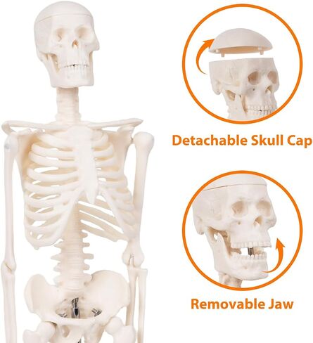 Life Size Posable Skeleton for Anatomy, 70.8'' Human Skeleton Bones Full Size Skeleton Model with Nervous System & Carotid Artery, Medical PVC Anatomy Skeleton Model W/Rolling Stand for Study Display in Saudi Arabia
