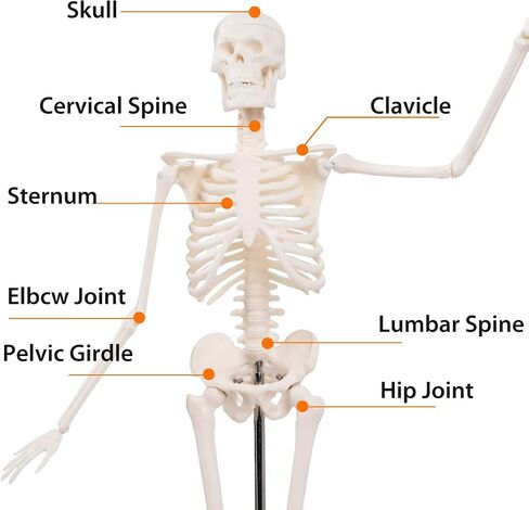 Life Size Posable Skeleton for Anatomy, 70.8'' Human Skeleton Bones Full Size Skeleton Model with Nervous System & Carotid Artery, Medical PVC Anatomy Skeleton Model W/Rolling Stand for Study Display in Saudi Arabia