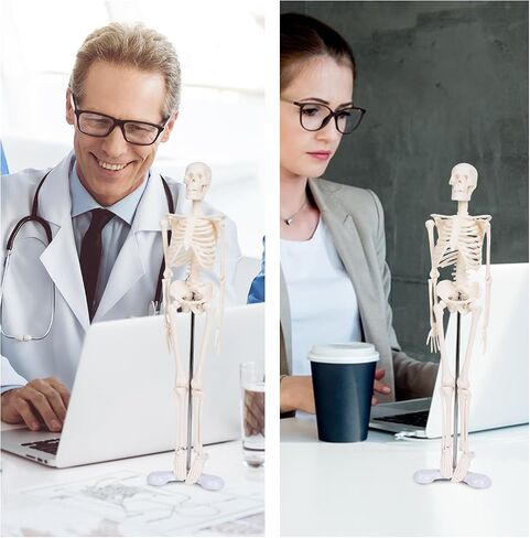 Life Size Posable Skeleton for Anatomy, 70.8'' Human Skeleton Bones Full Size Skeleton Model with Nervous System & Carotid Artery, Medical PVC Anatomy Skeleton Model W/Rolling Stand for Study Display in Saudi Arabia
