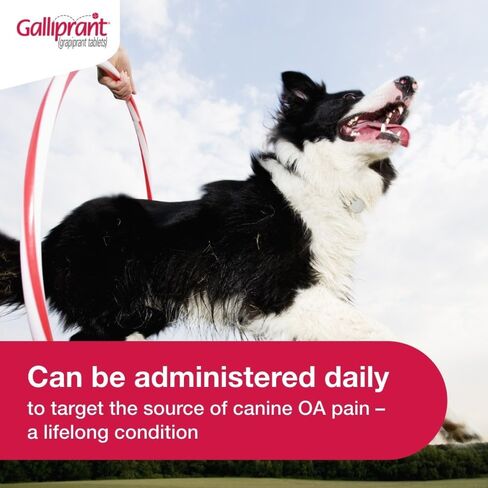Galliprant Osteoarthritis Pain & Inflammation Control for Dogs | 60 mg | 15 Flavored Tablets in Saudi Arabia
