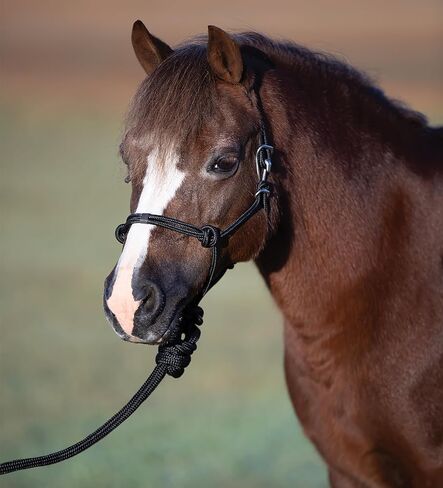 Professional's Choice Easy On Pony Rope Halter W/Lead | Mini & Pony Sizes in Saudi Arabia