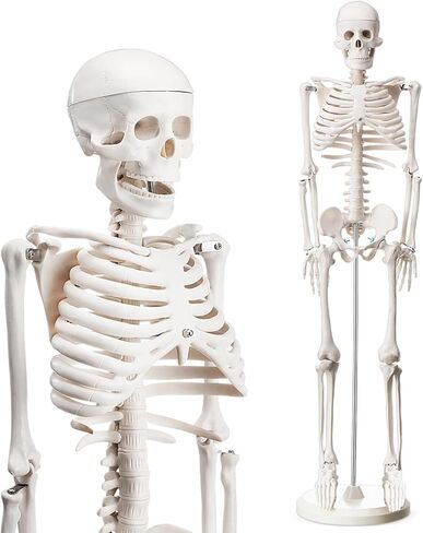 Briwooody Human Skeleton Model for Anatomy 33.4'' Model Half Size Human Skeleton with Base Movable Arms and Legs for Students and Teachers in Saudi Arabia