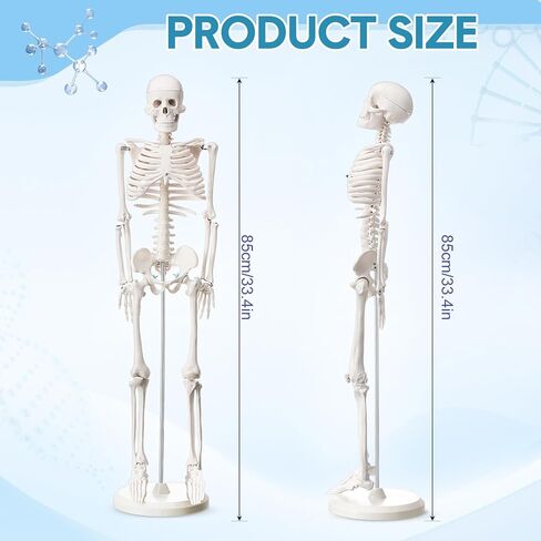 Briwooody Human Skeleton Model for Anatomy 33.4'' Model Half Size Human Skeleton with Base Movable Arms and Legs for Students and Teachers in Saudi Arabia