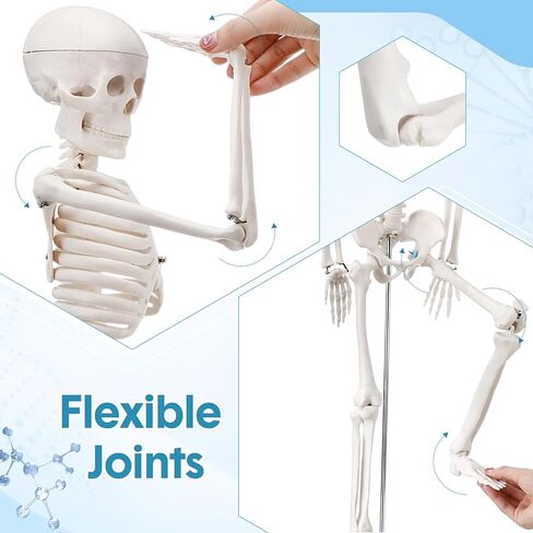 Briwooody Human Skeleton Model for Anatomy 33.4'' Model Half Size Human Skeleton with Base Movable Arms and Legs for Students and Teachers in Saudi Arabia