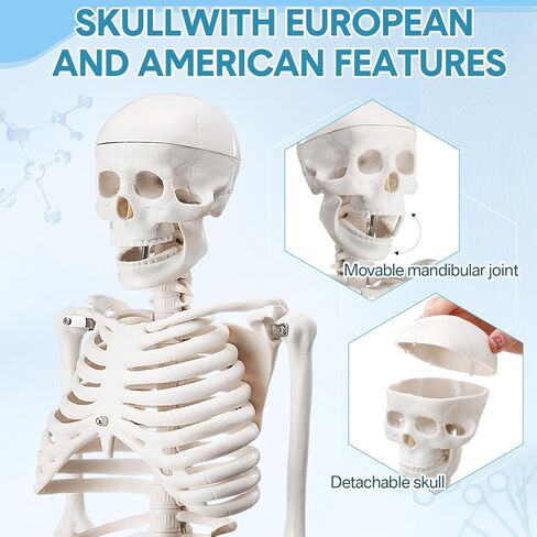 Briwooody Human Skeleton Model for Anatomy 33.4'' Model Half Size Human Skeleton with Base Movable Arms and Legs for Students and Teachers in Saudi Arabia