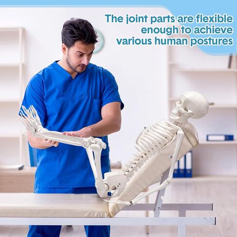 Briwooody Human Skeleton Model for Anatomy 33.4'' Model Half Size Human Skeleton with Base Movable Arms and Legs for Students and Teachers in Saudi Arabia