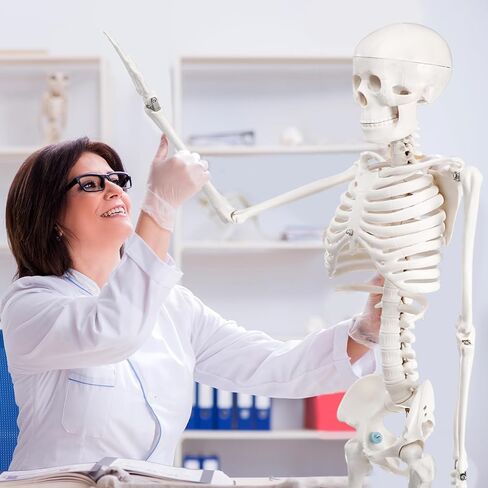Briwooody Human Skeleton Model for Anatomy 33.4'' Model Half Size Human Skeleton with Base Movable Arms and Legs for Students and Teachers in Saudi Arabia