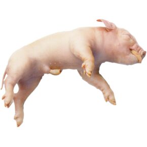 فراي اختيار الخنازير الجنينية المحفوظة ، حقن واحد ، 13+ بوصة ، حزمة من 10 in Kuwait