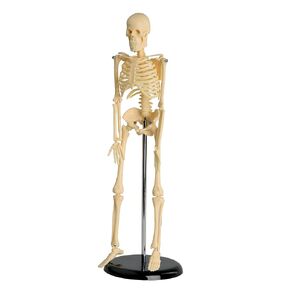 My First Skeleton, Tiny Tim, 16 1/2" in Saudi Arabia