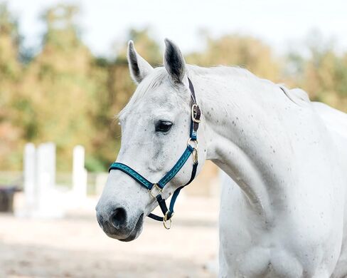 Perri's Nylon Cob Ribbon Safety Halter in Saudi Arabia
