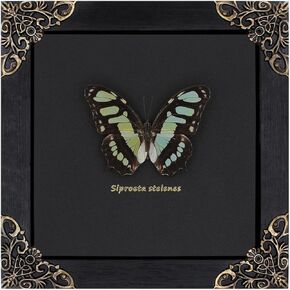 Dragonfly Framed Decoration Handmade Taxidermy Damselfly Shadow Box Collection Framed Dragonfly Taxidermy for Gothic Home Decor-Mnais Mneme in Saudi Arabia