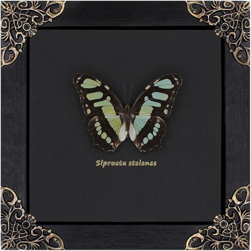 Dragonfly Framed Decoration Handmade Taxidermy Damselfly Shadow Box Collection Framed Dragonfly Taxidermy for Gothic Home Decor-Mnais Mneme in Saudi Arabia