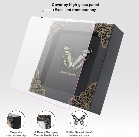 Dragonfly Framed Decoration Handmade Taxidermy Damselfly Shadow Box Collection Framed Dragonfly Taxidermy for Gothic Home Decor-Mnais Mneme in Saudi Arabia
