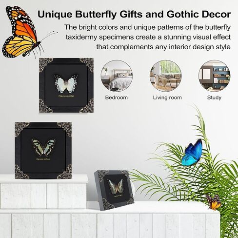 Dragonfly Framed Decoration Handmade Taxidermy Damselfly Shadow Box Collection Framed Dragonfly Taxidermy for Gothic Home Decor-Mnais Mneme in Saudi Arabia
