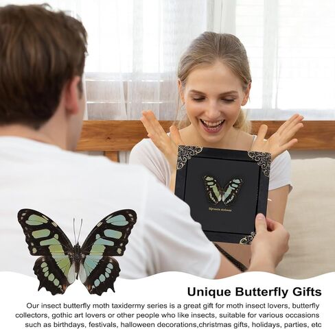 Dragonfly Framed Decoration Handmade Taxidermy Damselfly Shadow Box Collection Framed Dragonfly Taxidermy for Gothic Home Decor-Mnais Mneme in Saudi Arabia