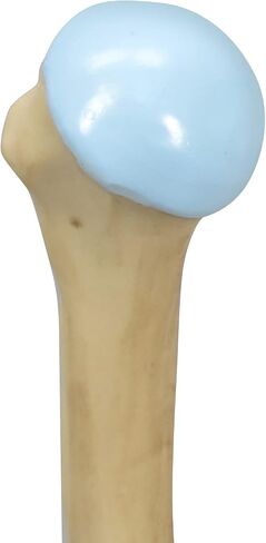 GPI Anatomicals - 4-Stage Vertebrae Model, Spine Model for Human Anatomy and Physiology Education, Anatomy Model for Doctor's Office and Classrooms, Medical Learning Resources in Kuwait