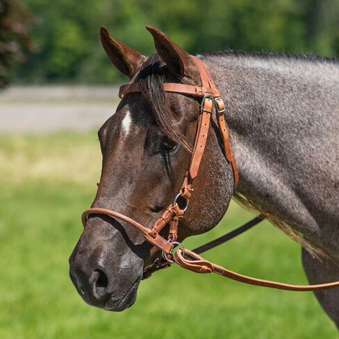 Schneiders Billy Royal Rolled Nose Leather Side Pull | Bitless Training Aid | Ideal for Non-Bit Ready Horses | Hand-Rubbed Heavyweight Harness Leather | Adjustable for Comfort | Equestrian Essential in Saudi Arabia