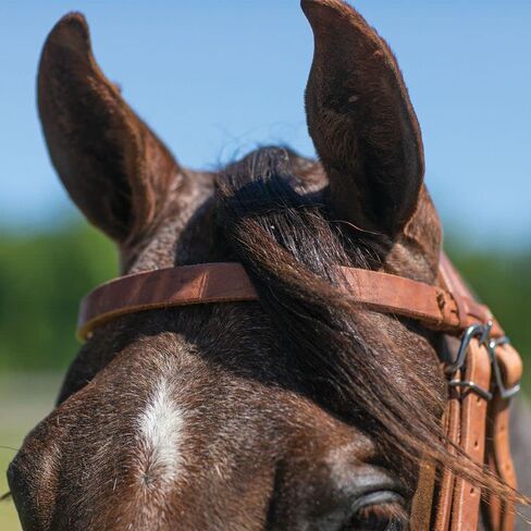 Schneiders Billy Royal Rolled Nose Leather Side Pull | Bitless Training Aid | Ideal for Non-Bit Ready Horses | Hand-Rubbed Heavyweight Harness Leather | Adjustable for Comfort | Equestrian Essential in Saudi Arabia