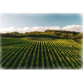 هوفمان من خلال لوحة Vine T4962 545 Vineyard 31 " in Kuwait