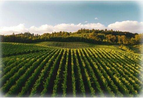 هوفمان من خلال لوحة Vine T4962 545 Vineyard 31 " in Kuwait