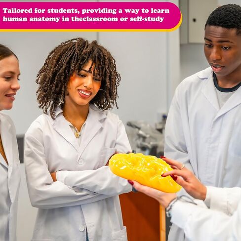 Chunful Human Body Muscle 0.8lb & Fat Replica1.3 lb with Display Base Realistic Anatomic Muscle Tissue & Fat Model Demonstration for Anatomy, Physiology, Science & Technology Students in Saudi Arabia