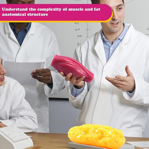 Chunful Human Body Muscle 0.8lb & Fat Replica1.3 lb with Display Base Realistic Anatomic Muscle Tissue & Fat Model Demonstration for Anatomy, Physiology, Science & Technology Students in Saudi Arabia