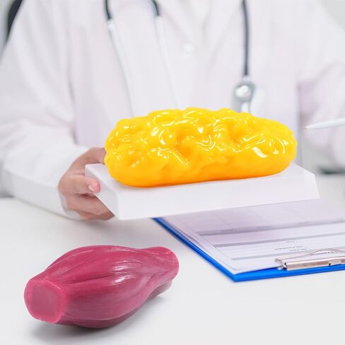 Chunful Human Body Muscle 0.8lb & Fat Replica1.3 lb with Display Base Realistic Anatomic Muscle Tissue & Fat Model Demonstration for Anatomy, Physiology, Science & Technology Students in Saudi Arabia