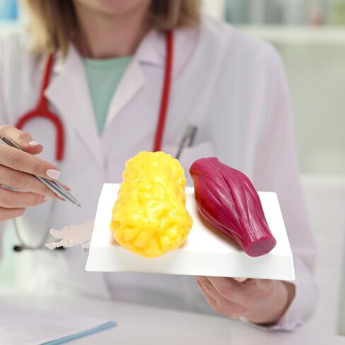 Chunful Human Body Muscle 0.8lb & Fat Replica1.3 lb with Display Base Realistic Anatomic Muscle Tissue & Fat Model Demonstration for Anatomy, Physiology, Science & Technology Students in Saudi Arabia