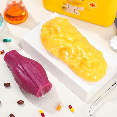 Chunful Human Body Muscle 0.8lb & Fat Replica1.3 lb with Display Base Realistic Anatomic Muscle Tissue & Fat Model Demonstration for Anatomy, Physiology, Science & Technology Students in Saudi Arabia