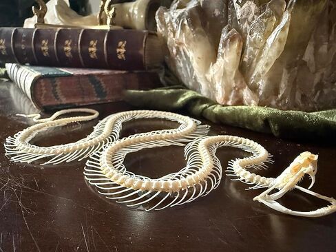 Real Snake Skeleton - Slithering Position - White Lipped Viper - Real Snake - Oddities - Gothic - Study Specimen in Saudi Arabia