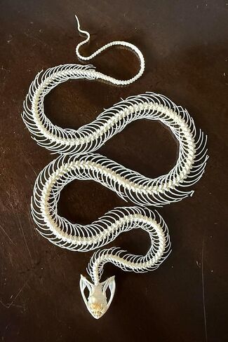 Real Snake Skeleton - Slithering Position - White Lipped Viper - Real Snake - Oddities - Gothic - Study Specimen in Saudi Arabia