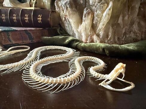 Real Snake Skeleton - Slithering Position - White Lipped Viper - Real Snake - Oddities - Gothic - Study Specimen in Saudi Arabia
