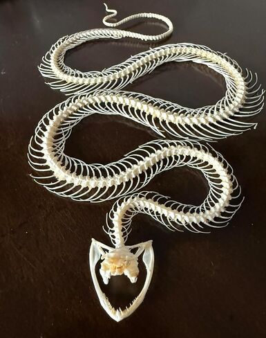 Real Snake Skeleton - Slithering Position - White Lipped Viper - Real Snake - Oddities - Gothic - Study Specimen in Saudi Arabia