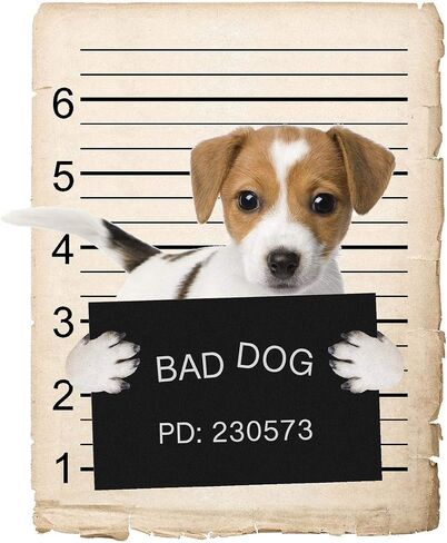 Chihuahua Dog Mugshot Bad Dog Car Car Magnet ، مغناطيسي للثلاجة ، الثلاجة الزخرفية ، المكتب ، السبورة ، المطبخ ، الديكور المقاوم للمخزلة ، العائلة والأصدقاء ، 4x7 في in Kuwait