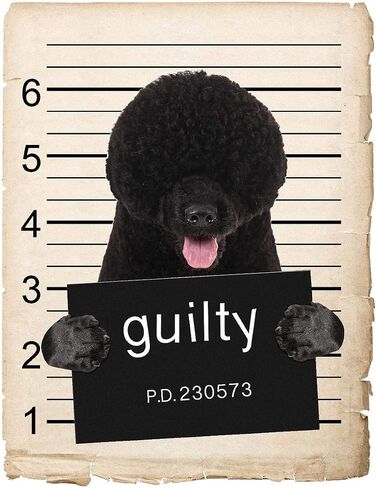 French Bulldog Mugshot Bad Dog Car Bumper Magnet, Magnetic for Refrigerator, Decorative Fridge, Office, Whiteboard, Kitchen, Locker Waterproof Decor, Family & Friends, 4x7 in in Saudi Arabia