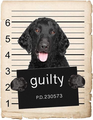 French Bulldog Mugshot Bad Dog Car Bumper Magnet, Magnetic for Refrigerator, Decorative Fridge, Office, Whiteboard, Kitchen, Locker Waterproof Decor, Family & Friends, 4x7 in in Saudi Arabia