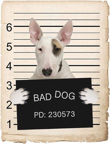 French Bulldog Mugshot Bad Dog Car Bumper Magnet, Magnetic for Refrigerator, Decorative Fridge, Office, Whiteboard, Kitchen, Locker Waterproof Decor, Family & Friends, 4x7 in in Saudi Arabia