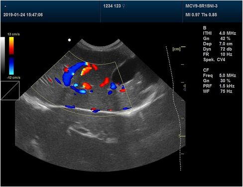 Contec CMS1700A-VET/Veterinary Color Doppler أنظمة الموجات فوق الصوتية (مسبار Micro-Convex) in Kuwait