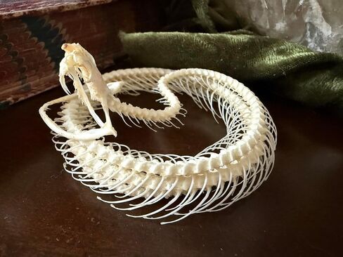 Real Snake Skeleton - Coiled - White Lipped Viper - Real Snake - Oddities - Gothic Gothic Gift- Study Specimen in Saudi Arabia