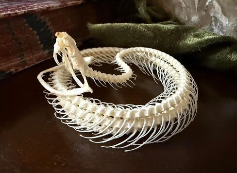 Real Snake Skeleton - Coiled - White Lipped Viper - Real Snake - Oddities - Gothic Gothic Gift- Study Specimen in Saudi Arabia