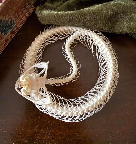 Real Snake Skeleton - Coiled - White Lipped Viper - Real Snake - Oddities - Gothic Gothic Gift- Study Specimen in Saudi Arabia