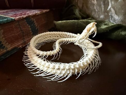 Real Snake Skeleton - Coiled - White Lipped Viper - Real Snake - Oddities - Gothic Gothic Gift- Study Specimen in Saudi Arabia