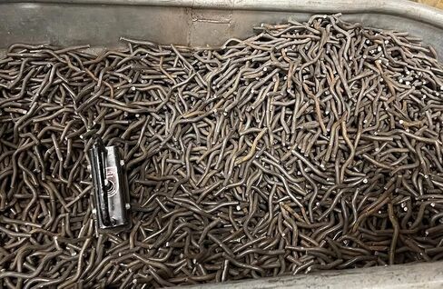 Pack of 100 Weld ON Fence Clips, Cable Clips, Safety Chain, Size 5/16 by 1 inch in Saudi Arabia