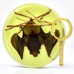 Cylinder Taxidermy Bat, Real Bat Specimens,Animal Specimen in Resin, Creative Coasters for Science Education Animal Specimens, Bug Preserved,Oddities, Biology (Transparent Bat Specimen) in Saudi Arabia