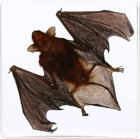 Bat Specimen Resin Biological Anatomy Animal pre Skeletal Experimental Education Toy Gift (Bat Wings Spread Out Specimen) in Saudi Arabia